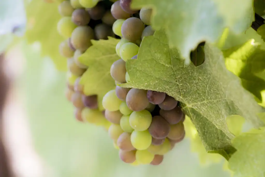 pinot grigio