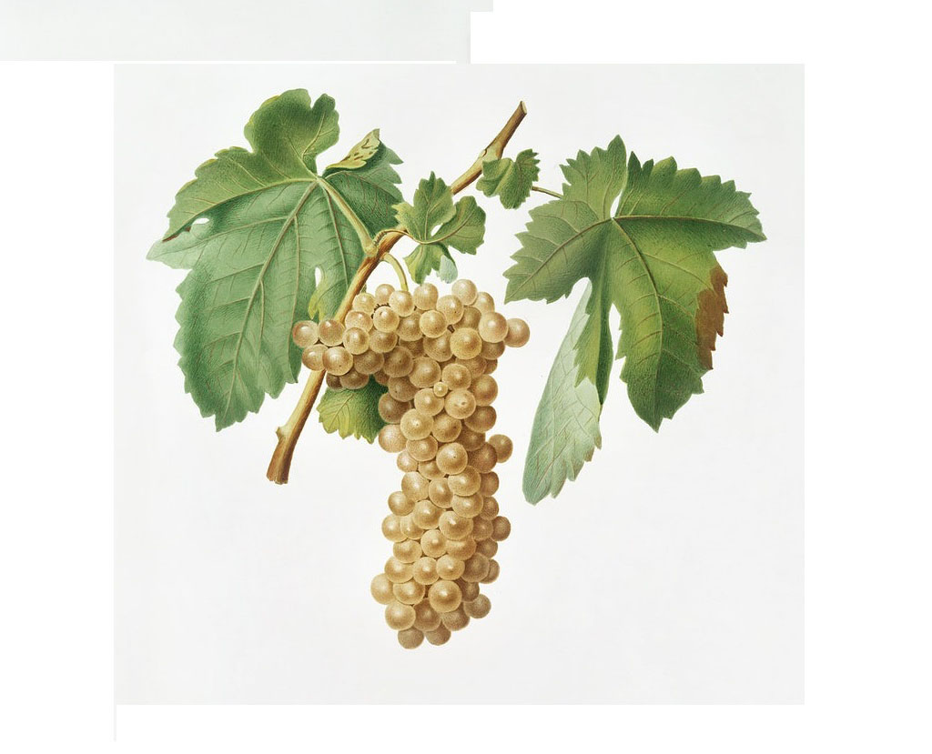 Trebbiano grapes draw