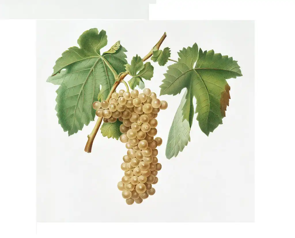 Trebbiano grapes draw