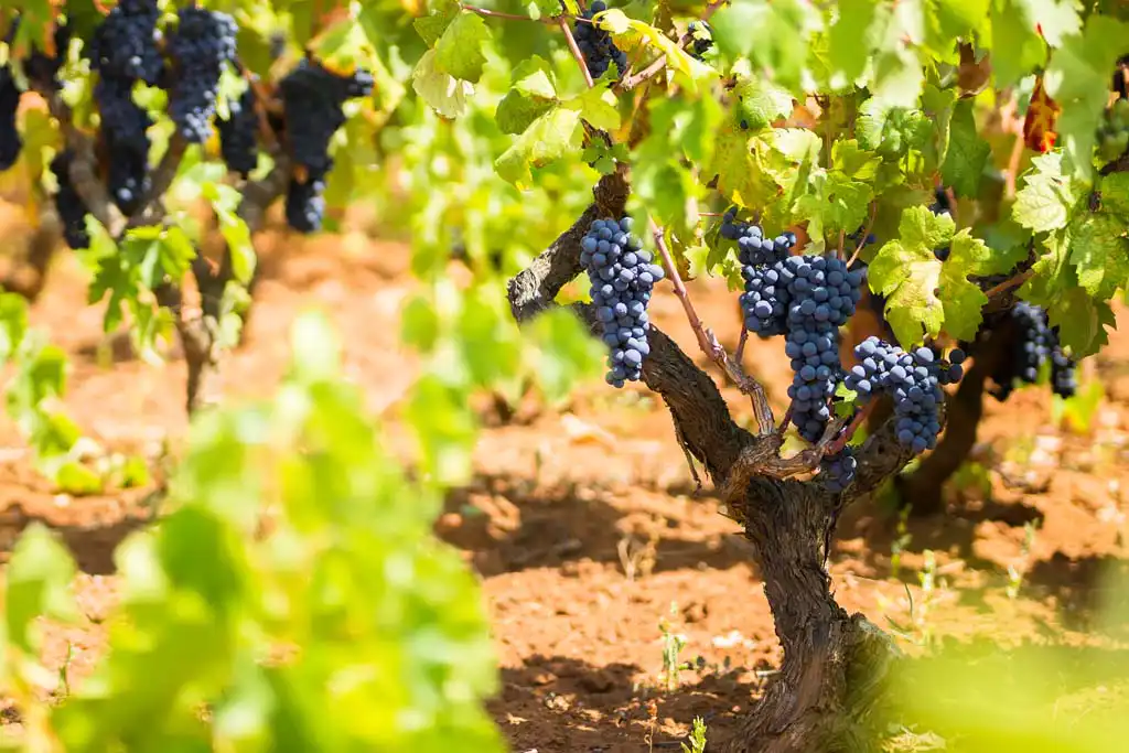 uva primitivo, vino primitivo caratteristiche, vitigno primitivo