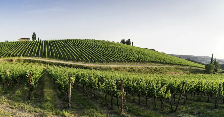 Prosecco Valdobbiadene Superiore -Domusvini.eu