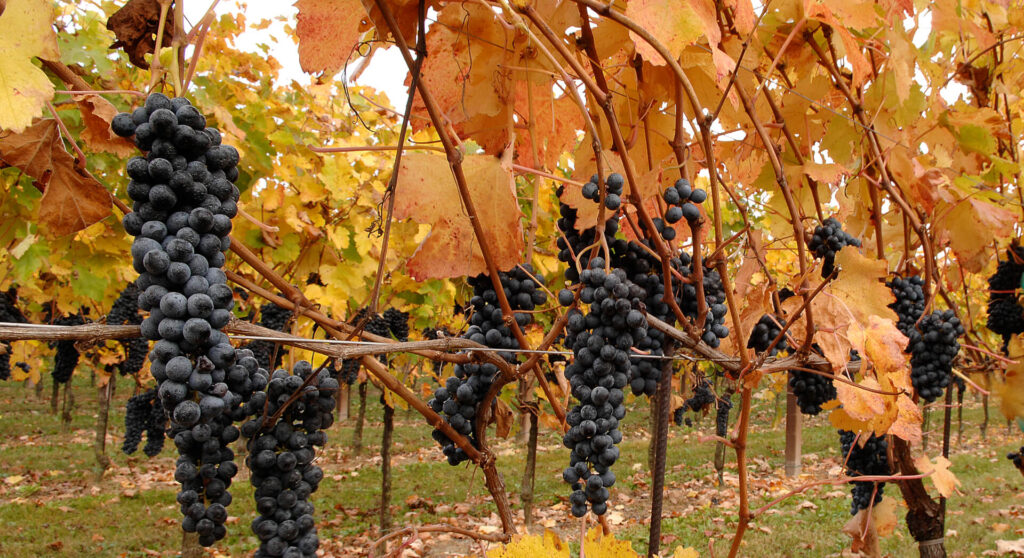 Raboso Wein - Raboso Wein Geschmack | Domusvini.eu