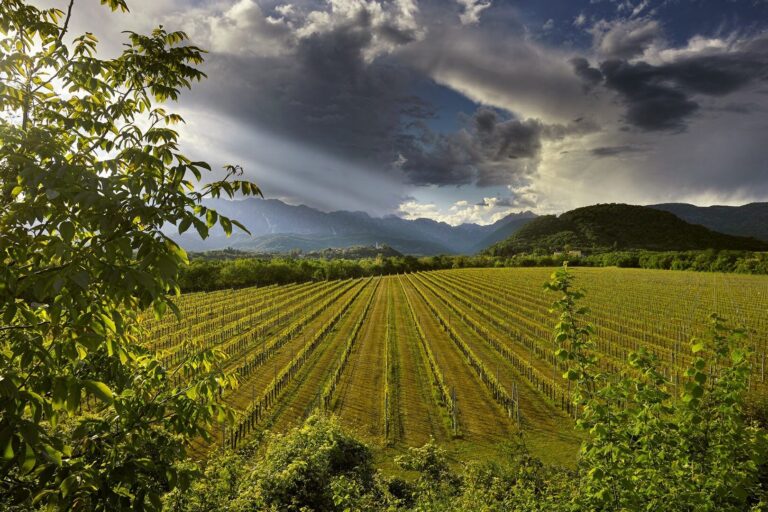 prosecco wine restaurant