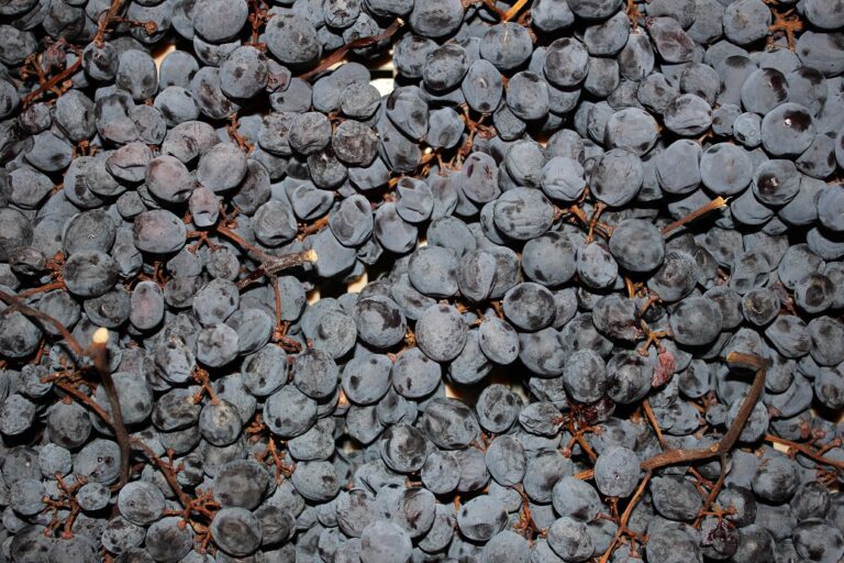 Amarone Wine: Exploring the Opulence of Italian Reds