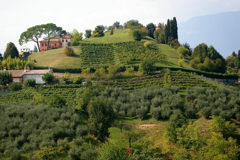 Asolo Prosecco | Domusvini.eu