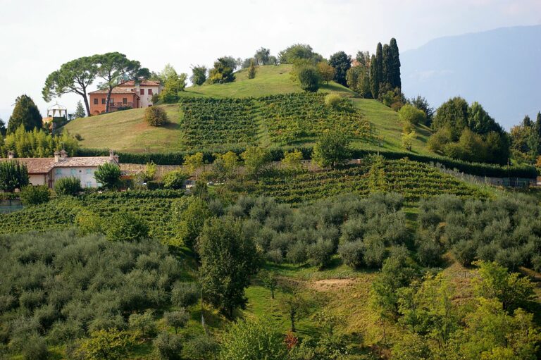 Asolo Prosecco | Domusvini.eu