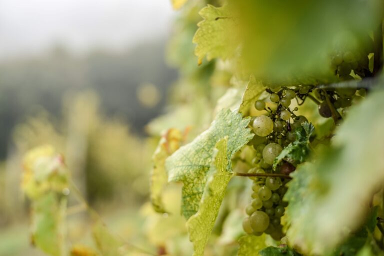 green grapes with waterdrops on them on a tree in a vineyard under the sunlight